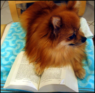cappuccino-reading--brian-greene-la-magie-du-cosmos 4284142569 o