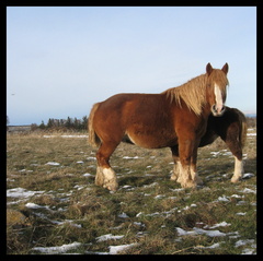 dana-hilliot---now-im-sure-its-winter 2044872184 o