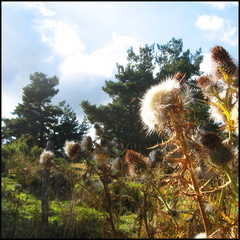 dana-hilliot---last-poems-from-cantal-september 1387736632 o