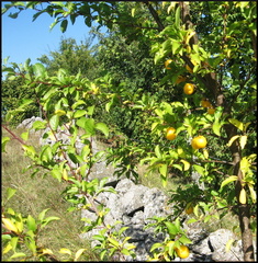 dana-hilliot---last-poems-from-cantal-september 1387726596 o