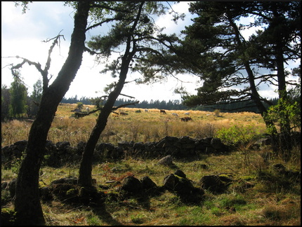 dana-hilliot---last-poems-from-cantal-september 1386839729 o