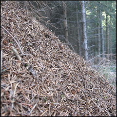 dana-hilliot---last-poems-from-cantal-september 1386824833 o