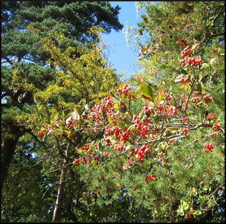 dana-hilliot---last-poems-from-cantal-september 1386817181 o