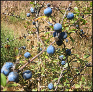 dana-hilliot---fin-dt 1393773554 o