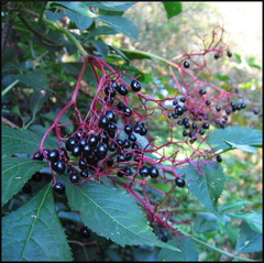 dana-hilliot---fin-dt 1393770286 o