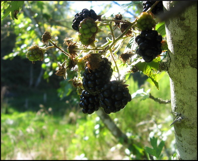 dana-hilliot---fin-dt 1393768116 o