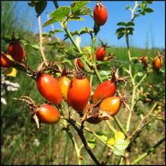 dana-hilliot---fin-dt 1392881747 o