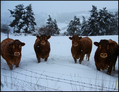 dana-hilliot---ladies-in-snow 368079093 o