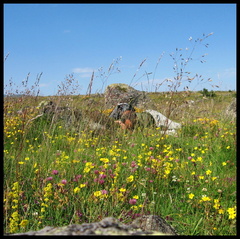 dana-hilliot---les-tourbires-de-brujaleine 818556696 o