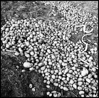 dana-hilliot---winters-coming-given-up-potatoes 289789233 o