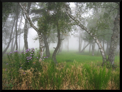 dana-hilliot---brouillard-en-margeride 1270056418 o