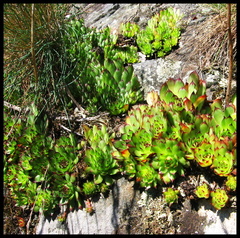 dana-hilliot---aux-berges-du-ruisseau-des-ternes 801809740 o