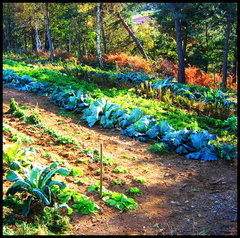 dana-hilliot---winters-coming-vegetable-garden 289782376 o
