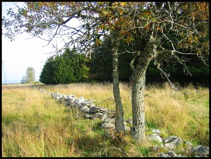 dana-hilliot---cussac-cantal-planeze 281476567 o