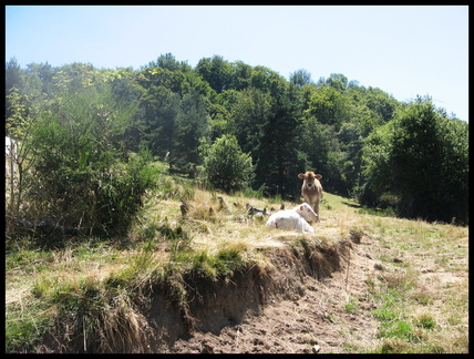 azenc-dapcher 1079470509 o