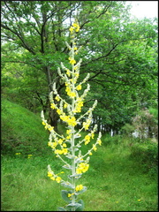 dana-hilliot---summer-now 662517063 o