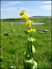 dana-hilliot---sur-les-plateaux 2604391732 o