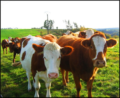 dana-hilliot---psychedelic-cantal 284603785 o