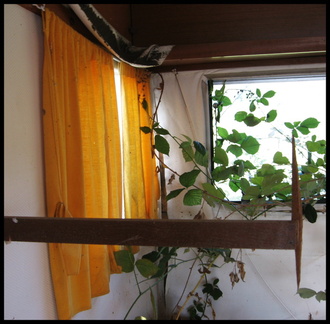 dana-hilliot---caravan 1562129043 o