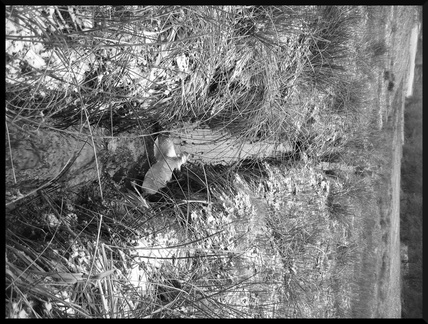 dana-hilliot--another-pics-47 81673183 o