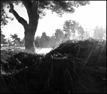 dana-hilliot--another-pics-19 78190261 o