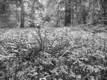 dana-hilliot--another-pics-4 78182611 o