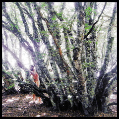 dana-hilliot---trees 3763460714 o