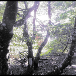 Trees