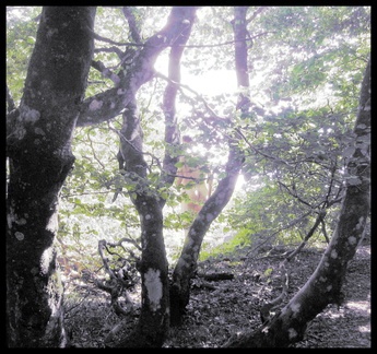 dana-hilliot---trees 3763457640 o
