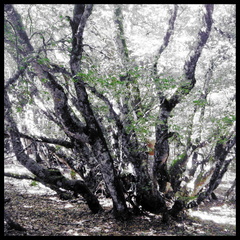 dana-hilliot---trees 3762667883 o