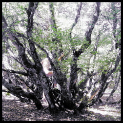 dana-hilliot---trees 3762667049 o