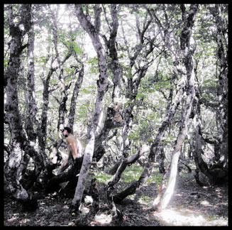 dana-hilliot---trees 3762665837 o