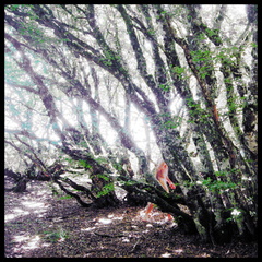 dana-hilliot---trees 3762662957 o