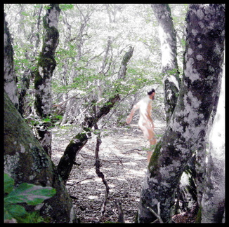 dana-hilliot---trees 3762660315 o