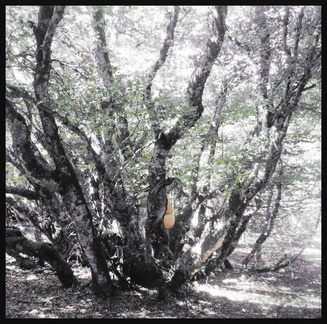 dana-hilliot---trees 3762655201 o