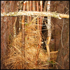 dana-hilliot---cabane-1 399043139 o