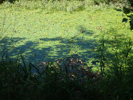 P7090036