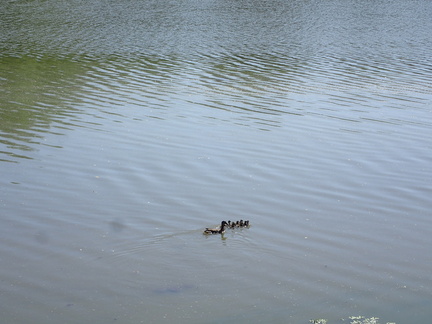 P7090003