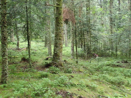 P7190048