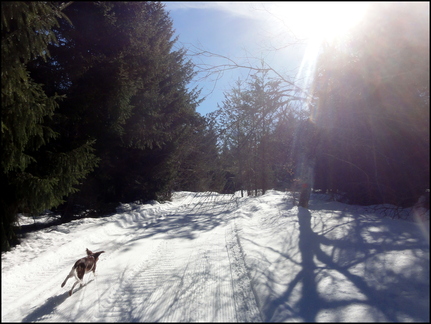 iris-et-capou-font-du-ski-de-fond-sans-ski-en-fort-de-cezens-lundi-10-mars-2014 13069159423 o
