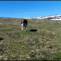 dh---le-matin-sur-nos-montagnes 13915637625 o