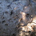 samedi--la-clairire-au-bois-des-fraux 13930439941 o