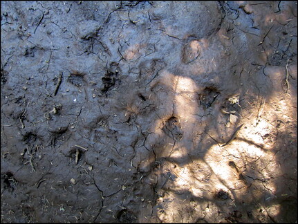 samedi--la-clairire-au-bois-des-fraux 13930439941 o