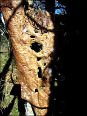 samedi--la-clairire-au-bois-des-fraux 13953975354 o