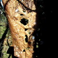 samedi--la-clairire-au-bois-des-fraux 13953975354 o