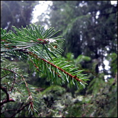 balade-du-lundi-sous-la-pluie-aux-bois-du-ch 13954279653 o