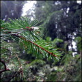 balade-du-lundi-sous-la-pluie-aux-bois-du-ch 13954279653 o