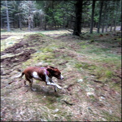 balade-du-lundi-sous-la-pluie-aux-bois-du-ch 13931102836 o