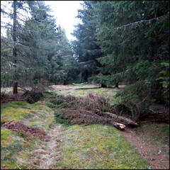 balade-du-lundi-sous-la-pluie-aux-bois-du-ch 13931079696 o