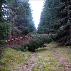 balade-du-lundi-sous-la-pluie-aux-bois-du-ch 13954604874 o